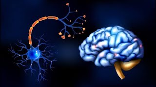 Guillain Barre Syndrome GBS vs Transverse Myelitis [upl. by Dnaltroc]