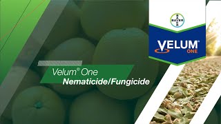 Velum® One NematicideFungicide [upl. by Suivatal595]