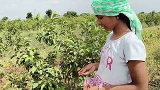 Kids Seeds Planting  Organic Farming  saisorganics [upl. by Anihcak]