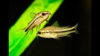 Corydoras Pygmaeus My experience with Pygmy Corys [upl. by Norramic]