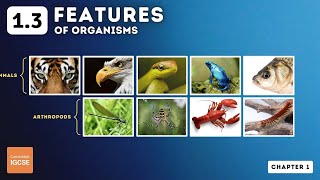 IGCSE Biology  Features of Organisms 13 [upl. by Marian]