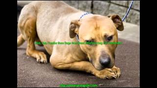 Dog Ear Mite Treatmentmp4 [upl. by Udell]