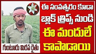 ఈ సంవత్సరం నల్ల తామరగుంటూరు జిల్లాBlack thrips Best Organic pest controller vaayu yantra chilli [upl. by Aeret]