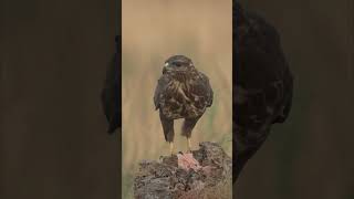 Ratonero comiendo Buteo buteo [upl. by Adriaens464]