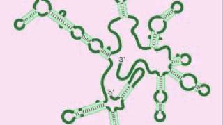 Pre rRNA  Pre ribosomal RNA [upl. by Merna]