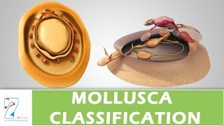 MOLLUSCA CLASSIFICATION [upl. by Lletnahs108]