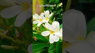 Beautiful White Plumeria obtusa Flowers explore nature shortsfeed shortsvideo [upl. by Isacco960]