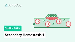 Secondary Hemostasis  Part 1 Coagulation Cascade [upl. by Marlee]