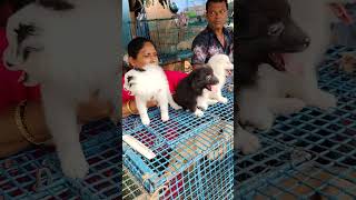 galif Street pet market dog price update pets dogstala [upl. by Melita]