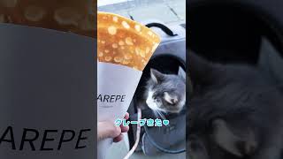 猫リュックでおでかけ【To the crepe shop with the cat】 [upl. by Ahsen]