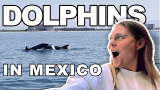 Wild Dolphin Encounter in Puerto Vallarta Mexico [upl. by Netsyrc665]