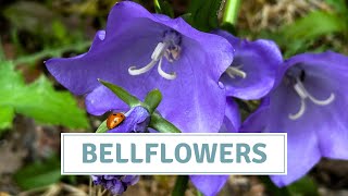 How To Grow Bellflowers  Sowing Canterbury Bells  Campanula [upl. by Nuhsal]