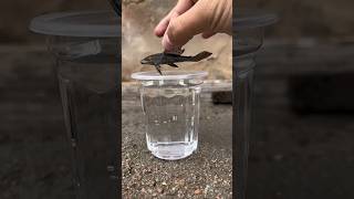 Pleco🦈 ice testing 🥶 plecofish fish aquarium pleco petsman indianfishgay fishvideo petfish [upl. by Annayak286]