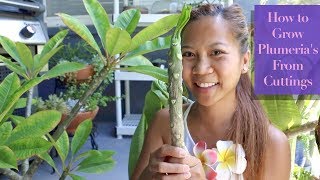 How to Grow PLUMERIAS from cuttings 🌺🌸  A girl with a garden [upl. by Annaiuq]