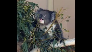 Morning Tea Time for Koalas [upl. by Manara]