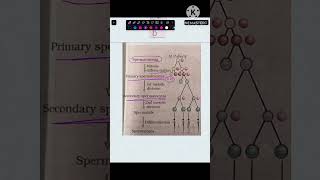 Ans 148 Spermatogenesis  Human Reproduction  NCERT Class 12 biology neet cuet neetug aiims [upl. by Aicilra210]