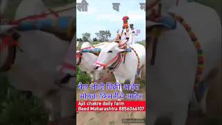 No 1 khilari BAIL jod ajitchakredairyfarm khillar cow khillaribull yoytubeshorts yoytubes [upl. by Reinhart]