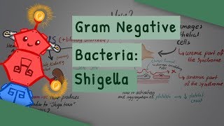 Gram Negative Bacteria Shigella [upl. by Sadoff19]