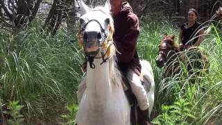 Horse Riding in New Zealand [upl. by Alessandra]