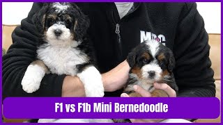 F1 Mini Bernedoodle vs F1b Mini Bernedoodle  What Is The Difference [upl. by Ayotaj589]