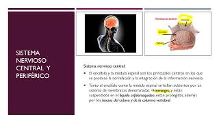 Introducción y organización del Sistema Nervioso Parte 1 [upl. by Garey]