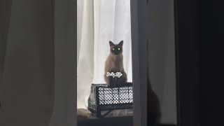 Yalniz Oturmak shortvideo youtobeshort cat fypシ゚viral [upl. by Eednahs]