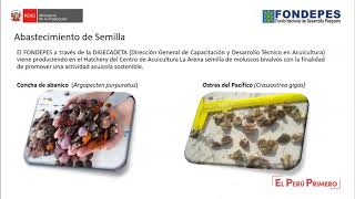 Produccion de Semilla de Moluscos Bivalvos en un Hatchery [upl. by Llenoil]