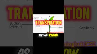 transpiration  what is transpiration  transpiration animation [upl. by Dotty]