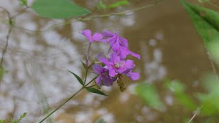 quotANTIQUUS SYLVAquot FILM  Featuring Torreya State Park Florida [upl. by Llerol709]