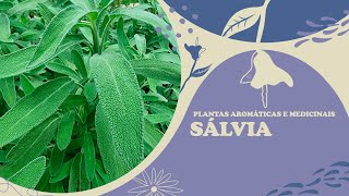 Serie Plantas Medicinais e Aromáticas  Salvia [upl. by Mamoun]