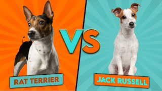 Jack Russell vs Rat Terrier  Which Breed Is Better For You [upl. by Macmahon670]