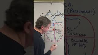 How Do Purkinje Fibers Make Your Heart Beat dreldersanatomychannel heartphysiology bundlebranch [upl. by Lledra]