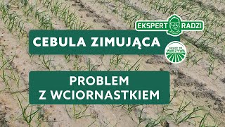 Cebula zimująca  problem z wciornastkiem  Piotr Borczyński [upl. by Magda]