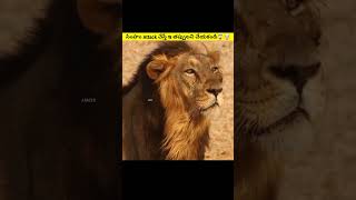 😱🤯How to survive a lion attack in తెలుగు💥 intresting facts in తెలుగులో  Viral shorts trend [upl. by Ammadas]