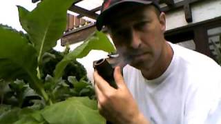 Pfeife rauchen  Pfeifentabak selbst angebaut Teil 3  Selfgrown pipetobacco Part 3 [upl. by Sergei]