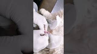 Cat Neutering  Castration  orchidectomy [upl. by Notpmah712]