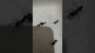 Ants Fighting Intense Battle Caught on Camera ants antsinvasion antscolony [upl. by Mila835]