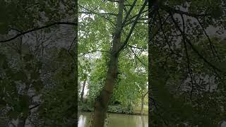 Nature France incroyable shorts Documentaries7 [upl. by Gnehc464]