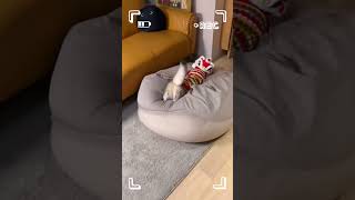 百變小貓申請出戰！Watch this adorable kitten repeatedly jumping into the beanbag cute cat kitttenfunny [upl. by Slaughter]