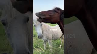 Horses Rate Apple Pie shorts horse donkey [upl. by Zehc910]