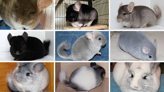 Chinchilla Colors amp Mutations [upl. by Gore]