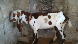 How to control PPR pest des petitis ruminants outbreak in goats and sheep Dr Murtaza Khalil ANIMALS [upl. by Aloeda120]