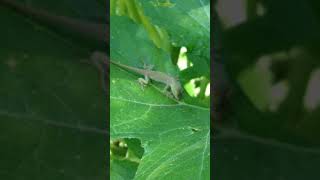 Green Anole Drinking Water [upl. by Price591]