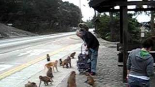 Old Man Hits Monkey in the Head [upl. by Atirres]