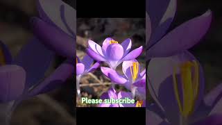 how to connect pure honey song bangla love organichoney beekeeping honeyplants honeyberry [upl. by Gerdy305]