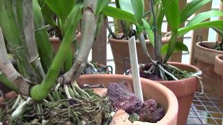 orchidsgrow talk cattleyas and light [upl. by Hersch]