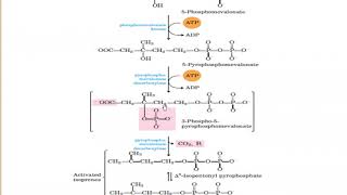 Ergosterol Biosynthesis [upl. by Ennybor845]