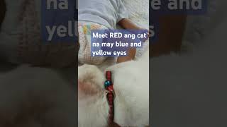 RED ang blue and yellow eyescat [upl. by Eiralc876]