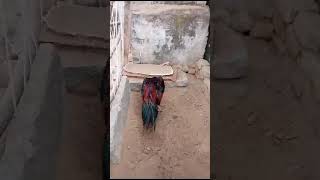 lakha aseel sindhi x mianwali [upl. by Emia]