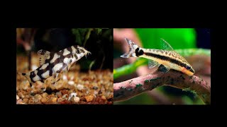 Locha Yoyo vs Otocinclus ¿Cuál deberías comprar [upl. by Pavior]